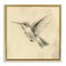 Stupell Industries Vintage Hummingbird Sketch Floating Frame, design by Petal Prints Design